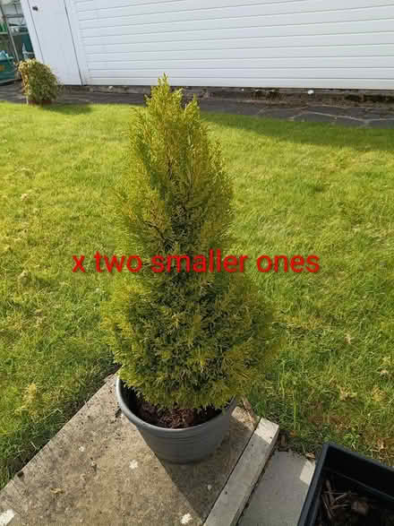 Photo of free 6 shrubs in tubs (Nr Tesco, Princes Road , CM2) #1