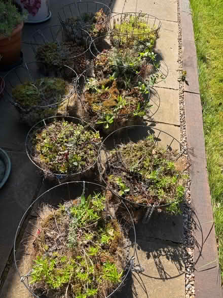 Photo of free 9 hanging baskets and brackets (NN3 Meadowfields) #1