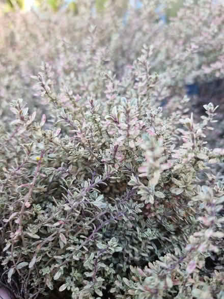 Photo of free Varigated thyme plant (Wigmore HR6) #2