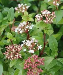 Photo of free Viburnum Tinus (Leigh-on-Sea SS9) #1