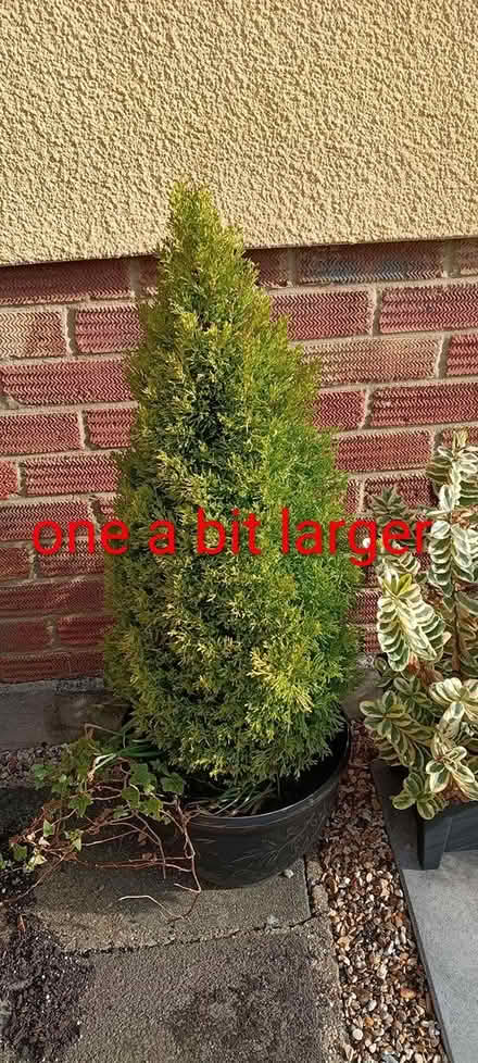 Photo of free 6 shrubs in tubs (Nr Tesco, Princes Road , CM2) #2