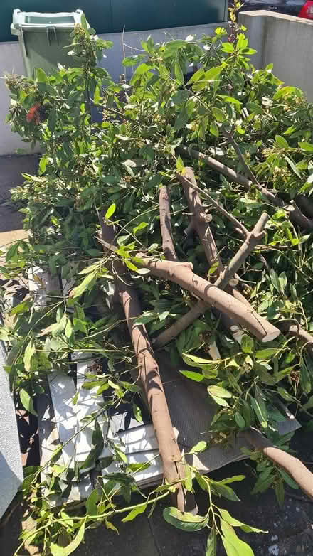 Photo of free Bay leaves (E17 ...) #1