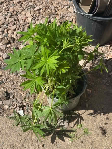 Photo of free Lupin (Grafton, Shrewsbury) #1