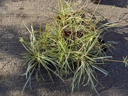 Photo of free Houseplants (BD16 cottingley) #3