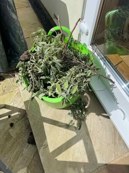 Photo of free Fresh sage (GL11) #2