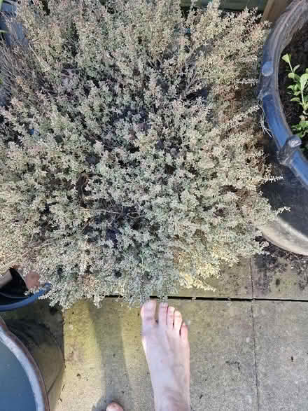 Photo of free Varigated thyme plant (Wigmore HR6) #1