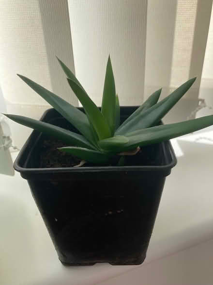 Photo of free Succulent house plant (Madeley TF7) #1