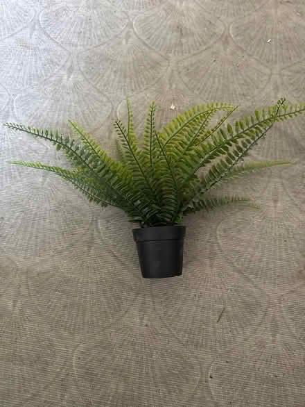 Photo of free Fake plant (CR7) #1