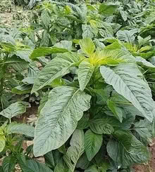 Photo of free Caribbean Callaloo seeds - seed head from last August (City Centre NR3) #1