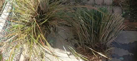 Photo of free Pheasant Grass (Chippenham SN15) #1