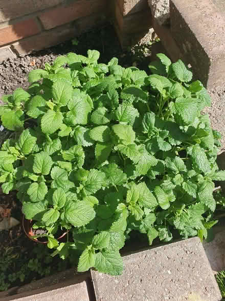 Photo of free Lemon mint leaves & cuttings for planting (Tottenham N18) #1