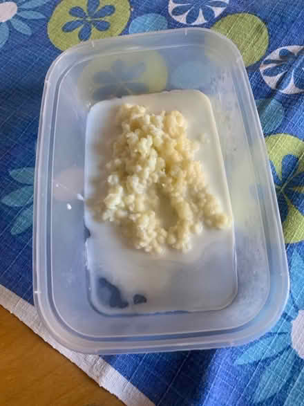 Photo of free Milk kefir grains (Queen's Park BN2) #1