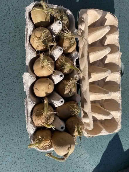 Photo of free Vivaldi potatoes already chitted (Kendal LA8) #1