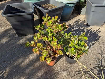 Photo of free Houseplants (BD16 cottingley) #2