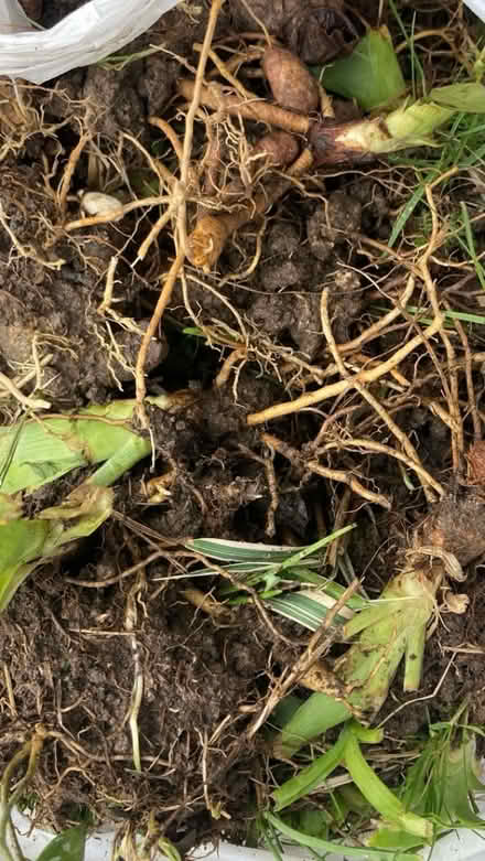 Photo of free Lily bulbs/iris? (Nashway Dr & W Maple Rd) #3