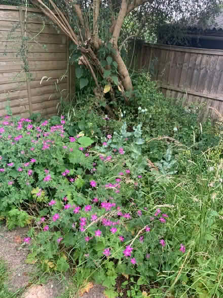 Photo of free Hardy geraniums (New Marston OX3) #1