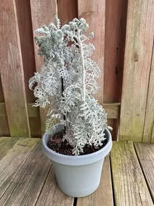 Photo of free Dusty Miller plants (20874) #1