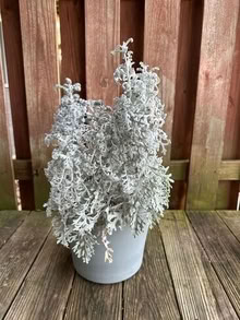 Photo of free Dusty Miller plants (20874) #2
