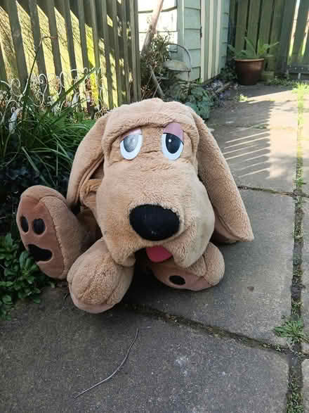 Photo of free Large dog soft toy (Baildon BD17) #1