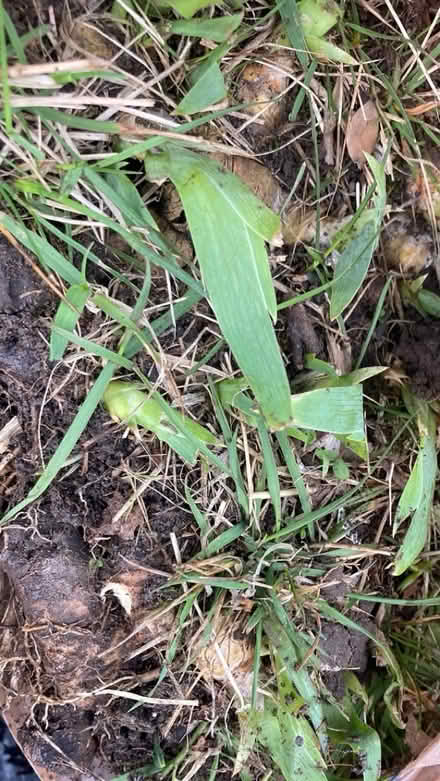 Photo of free Lily bulbs/iris? (Nashway Dr & W Maple Rd) #2