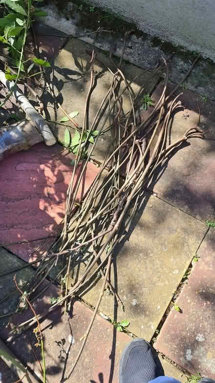 Photo of free Fig tree stems (E17 ...) #1