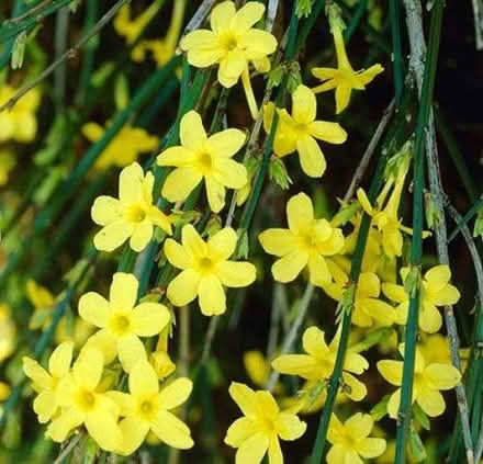 Photo of free winter jasmine (Leigh-on-Sea SS9) #1