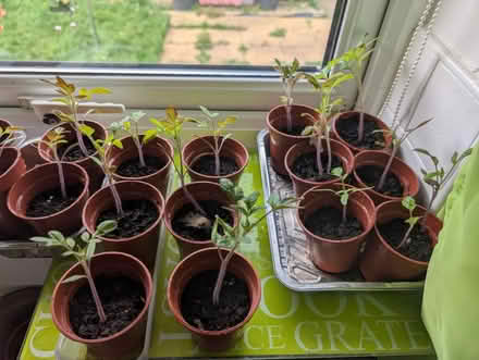 Photo of free 'Beef' tomato plants (Houghton le spring) #1