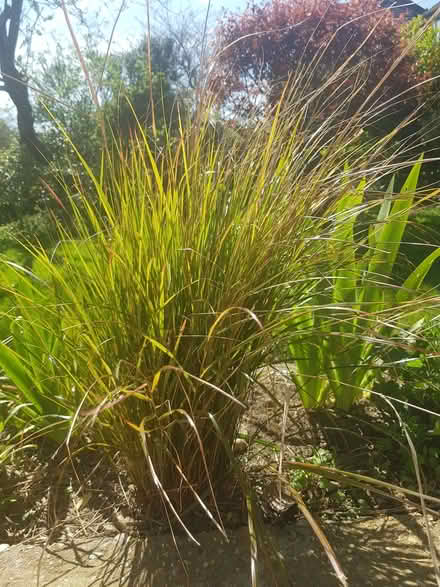 Photo of free Pheasant Grass (Blacklands TN34) #1