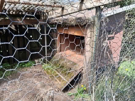 Photo of free Used chicken coop (River Road area) #3