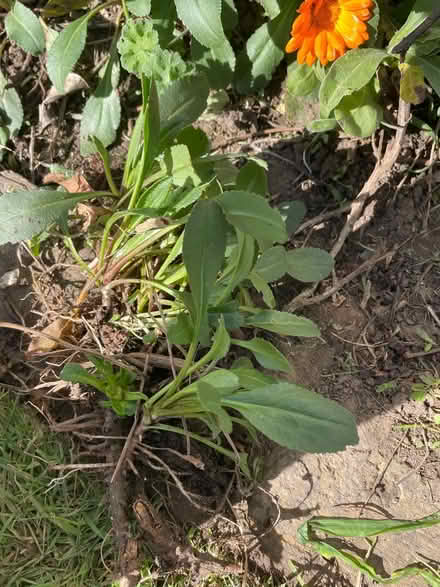 Photo of free White daisy root (Welling DA16) #1