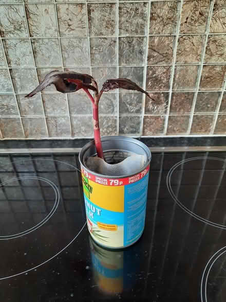 Photo of free Cutting of Persicaria Red Dragon (Morden SM4) #2