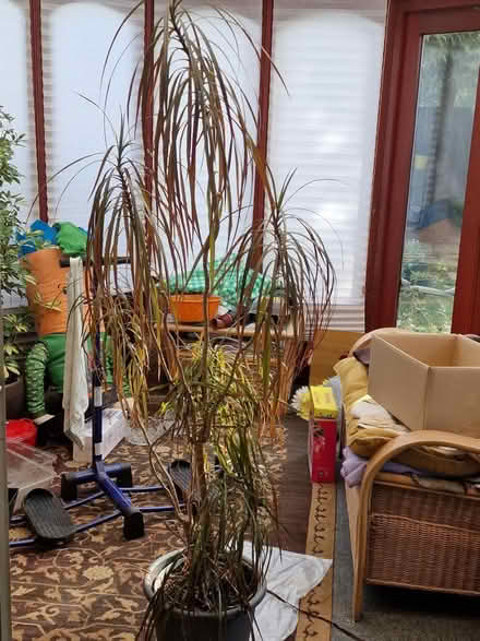 Photo of free Largr Dragon Tree (Walderslade) #1