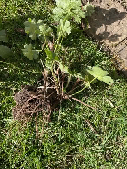 Photo of free Purple geraniums roots (Welling DA16) #1