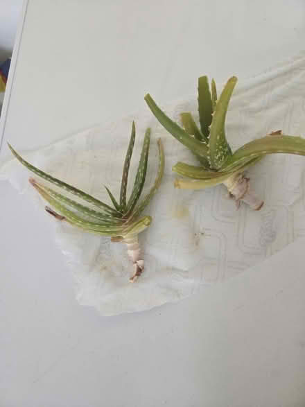 Photo of free Aloe Vera plant (Craigmillar EH16) #1