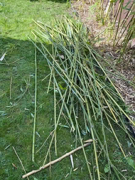 Photo of free Bamboo canes (Welling DA16) #2