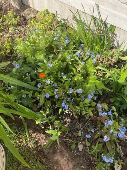 Photo of free Forget me knot clumps (Welling DA16) #2