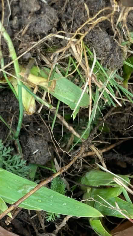 Photo of free Lily bulbs/iris? (Nashway Dr & W Maple Rd) #1