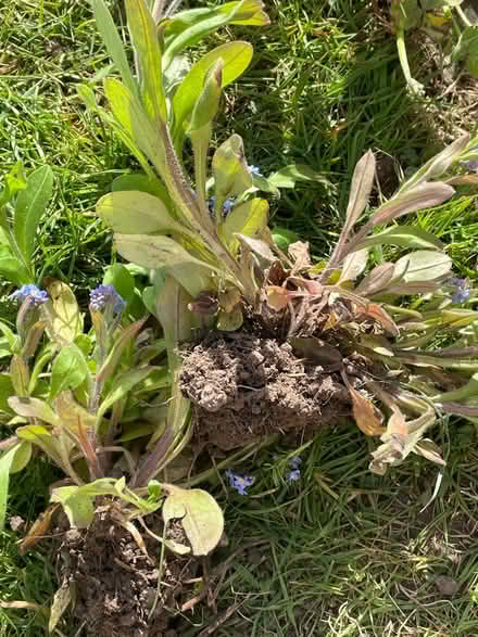 Photo of free Forget me knot clumps (Welling DA16) #1