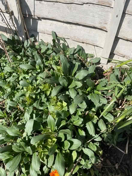 Photo of free White daisy root (Welling DA16) #2