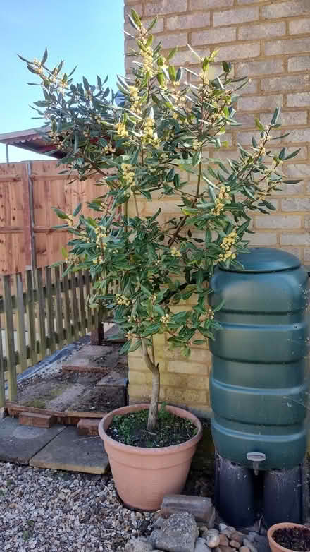 Photo of free Bay Tree (Hitchin SG5) #1