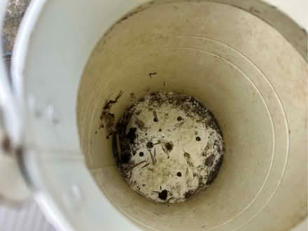 Photo of free White milk churn style planters (Bayston Hill SY3) #3