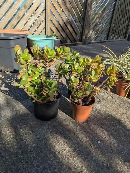 Photo of free Houseplants (BD16 cottingley) #1