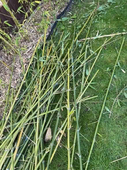 Photo of free Bamboo canes (Welling DA16) #1