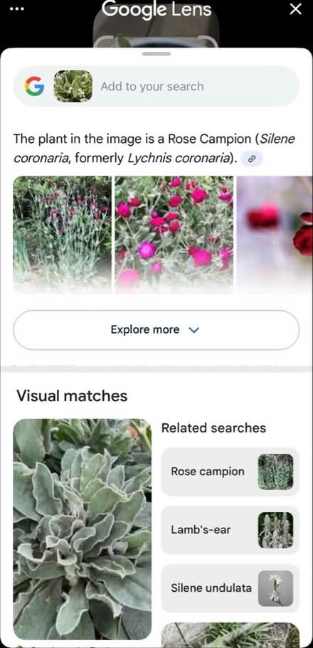 Photo of free Outdoor plant (Tyseley B11) #2