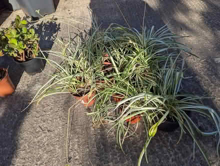 Photo of free Houseplants (BD16 cottingley) #4