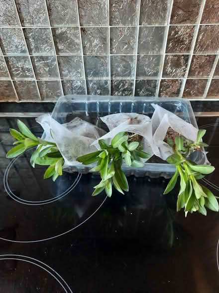 Photo of free 3 White Lysmachia (Morden SM4) #3