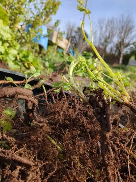 Photo of free Raspberry canes (Stanton St John OX33) #2