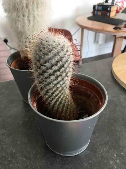 Photo of free Smallish cactus (Greenwich MV, SE10) #1