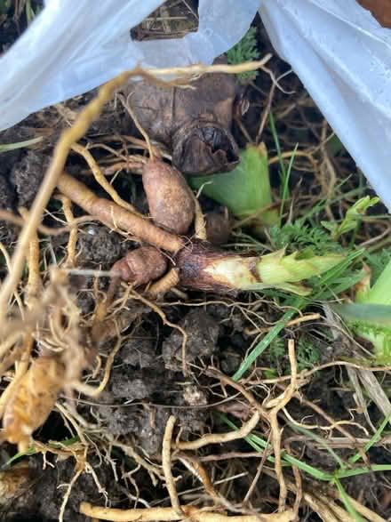 Photo of free Lily bulbs/iris? (Nashway Dr & W Maple Rd) #4