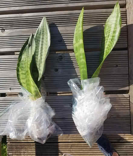Photo of free 2 sanseveria cuttings (Stroud Merrywalks GL5) #1